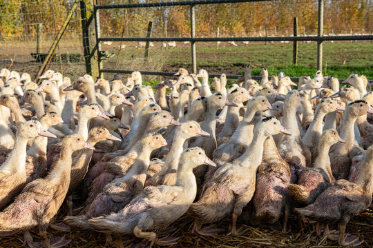 Elevage de canards de race mulard pour engraissement et production de foie gras en parc ext&eacute;rieur