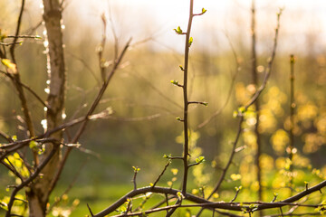 Sunny natural background with young blossoming leaves on branches
