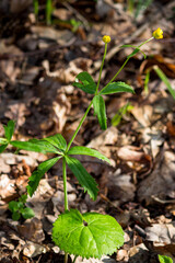 Blooming wild plant Buttercup Kashubian in spring, Ranunculus cassubicus