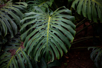 Green leaves of Monstera philodendron, plant
growing in botanical garden, tropical jungle plant,...