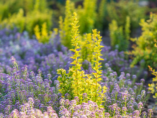 Obraz premium Verbena bonariensis flowers, Argentinian Vervain or Purpletop Vervain, Clustertop Vervain, Tall Verbena, Pretty Verbena, in garden