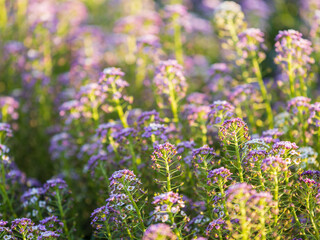 Verbena bonariensis flowers, Argentinian Vervain or Purpletop Vervain, Clustertop Vervain, Tall Verbena, Pretty Verbena, in garden