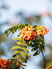 A bunch of red rowan in autumn leaves.