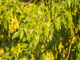 Close up of seeds of the ash, or European ash or common ash, Fraxinus excelsior.