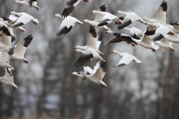 The snow goose (Anser caerulescens) is a species of goose native to North America. This photo was...
