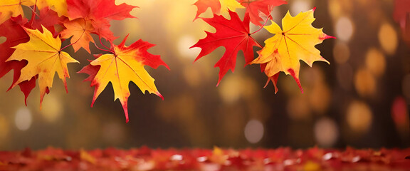 web banner design for autumn season and end-year activity with red and yellow maple leaves with soft focus light and bokeh background, copy space	