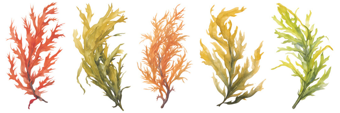 watercolour seaweed set isolated on transparent background - design element PNG cutout collection