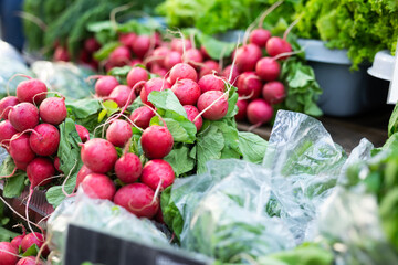 Bunches of fresh pink radishes on a store counter
