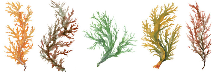 watercolour seaweed set isolated on transparent background - design element PNG cutout collection