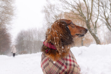 Portrait of Red longhaired dachshund sitting on snow in winter park, little fluffy doggy wearing...