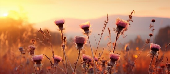 Sunny Autumn Meadow: Thriving Thistle for Eco Farming and Biodiversity