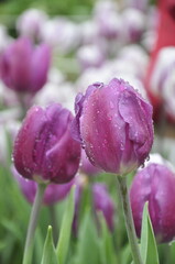 Fototapeta premium tulip flower with water droplets 
