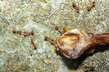 Many red ants are walking around to find food.