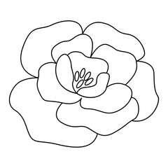 Flower line art. Design element with floral theme.