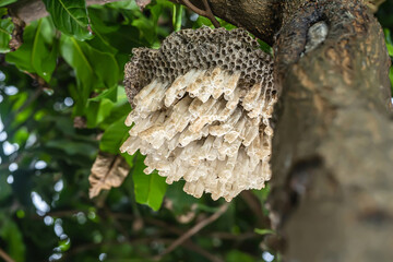 Wasp's nest or hexagonal decorative design on tree.