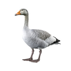 Goose isolated on transparent background, cutout PNG file.