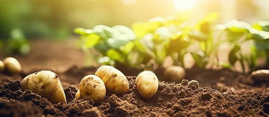 Fotobehang Organic agriculture: Farming potatoes by sowing seeds in garden soil. © 2rogan