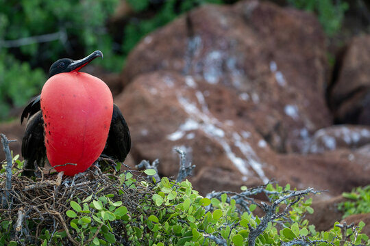 A male frigatebird (Frigata Magnificens) with his inflated gular sac. Gal&aacute;pagos Islands.