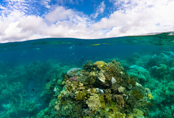 Fototapeta na wymiar Clear shallow turquoise tropical water and vibrant coral reef teeming with exotic marine life. snorkelers can be seen in the distance at Kioa Island, Fiji