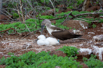A Blue-footed booby (Sula nebouxii) with a young chick Galapagos Island.
