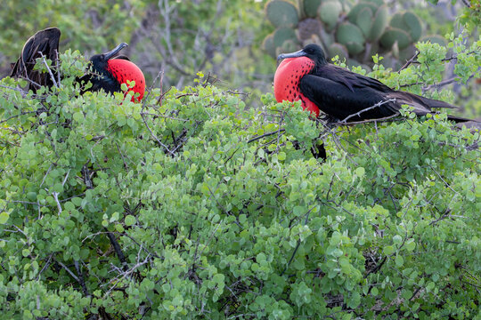 Two male frigatebirds (Frigata Magnificens) trying to attract a female by inflated their guar sac. Gal&aacute;pagos Islands