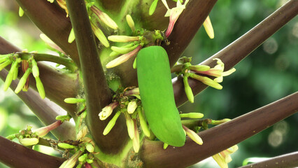 Papaya tree with tender fruit