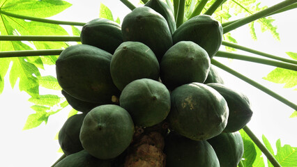 Tender fruits on the papaya tree