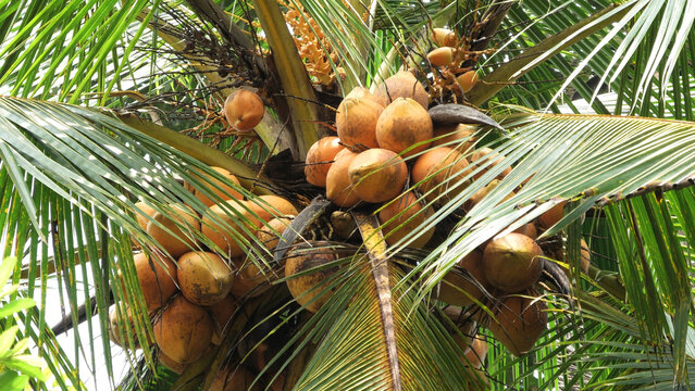 Coconut red online