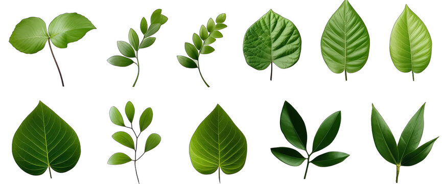 Natural tropical green leaves set isolated on transparent png background, different botanical plants.
