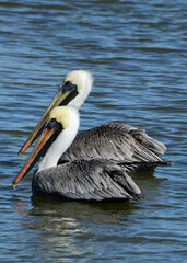 Brown Pelican at Fort Anahuac, Texas