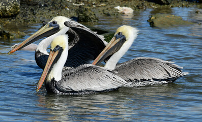 Brown Pelican at Fort Anahuac, Texas