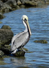 Brown Pelican at Fort Anahuac, Texas