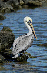 Brown Pelican at Fort Anahuac, Texas