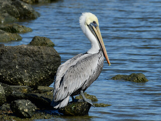 Brown Pelican at Fort Anahuac, Texas