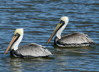 Brown Pelican at Fort Anahuac, Texas