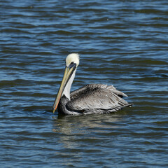 Brown Pelican at Fort Anahuac, Texas