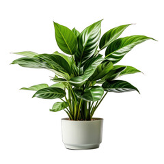Green Leafy Houseplant Isolated on Transparent or White Background, PNG