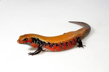 Fire skink // Feuerskink (Lepidothyris fernandi / Riopa fernandi)