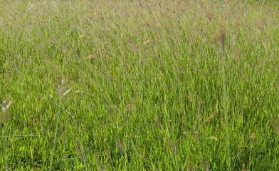Swallen Fingergrass , Finger Grass ,Grass flower for the background