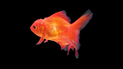 gold fish isolated on black background