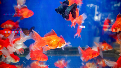 Many goldfish The scientific name Carassius auratus is a colorful fish. The body is white,...