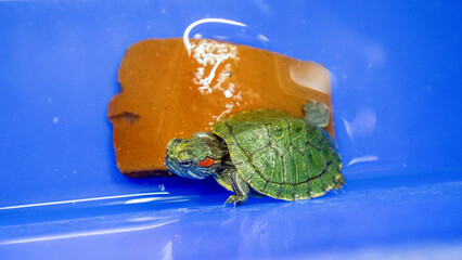 japanese turtle , red-eared slider, Japanese turtle floating in the water