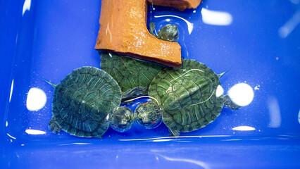 japanese turtle , red-eared slider, Japanese turtle floating in the water