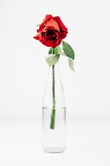Close-Up Of Wilted Red Rose On White Background.