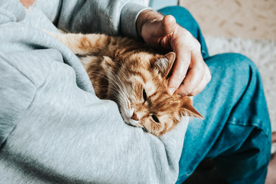 Ginger cat in human hands.