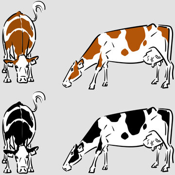 Holstein dairy cow grazing side view and front view in black and red versions isolated and ready for printing 