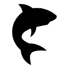 shark illustration