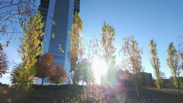 The sun peeks through the trees in Madrid's Four Towers Financial District.