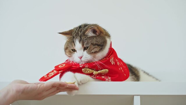 people and pet activity concept with scottish cat wear chinese traditional cloth and take gold from owner
