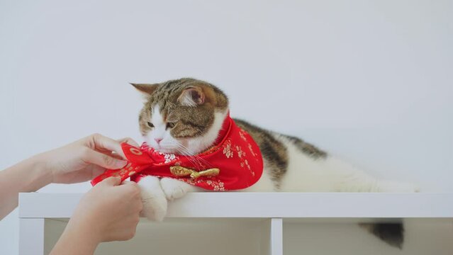 people and pet activity concept with scottish cat wear chinese traditional cloth and take gold from owner